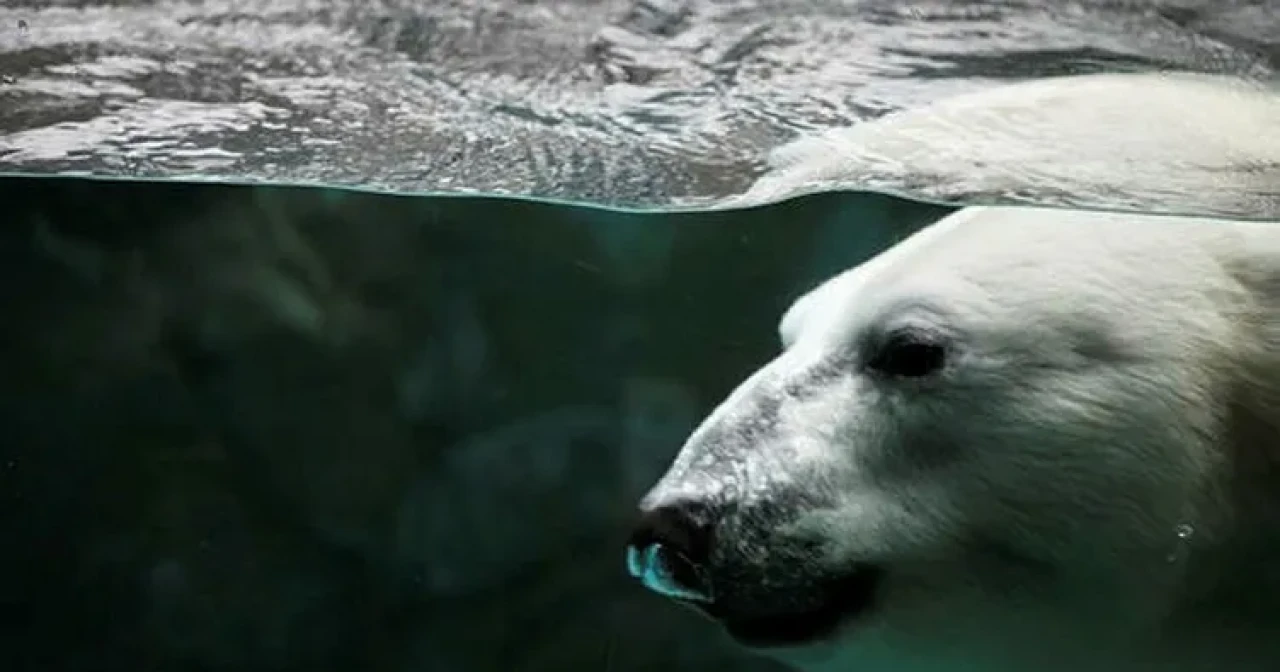Küresel ısınma hayvanlardan bulaşan hastalıkları tetikleyebilir