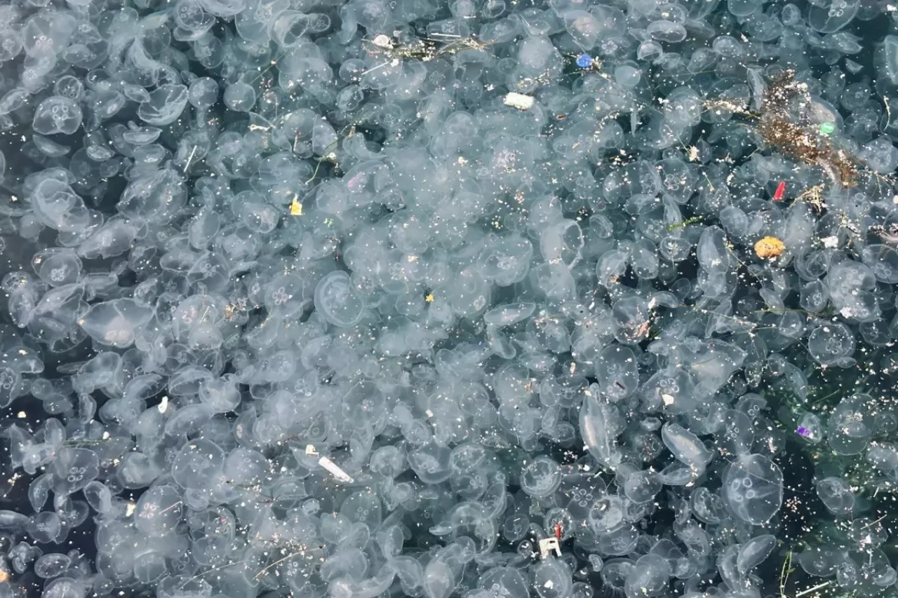 Üsküdar Sahili'nde korkutan manzara: Denizanaları istila etti