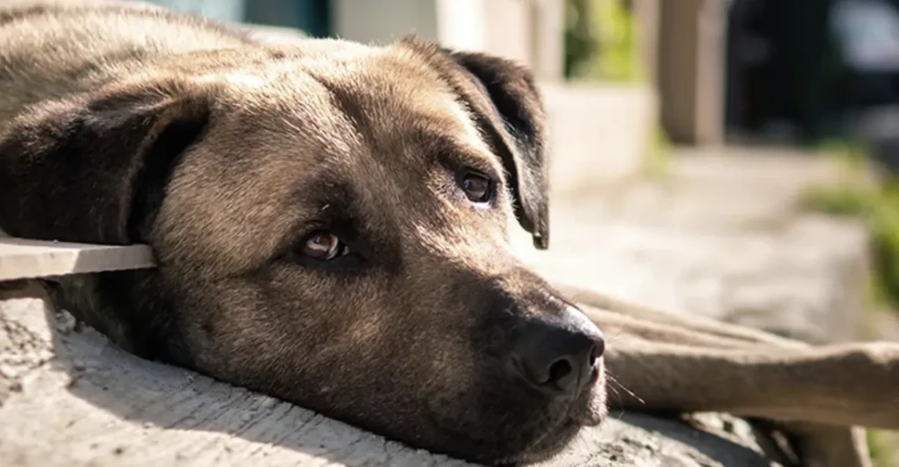 150 Avukattan İstanbul Valiliği’ne suç duyurusu: 'Besleme hakkı engellenemez'