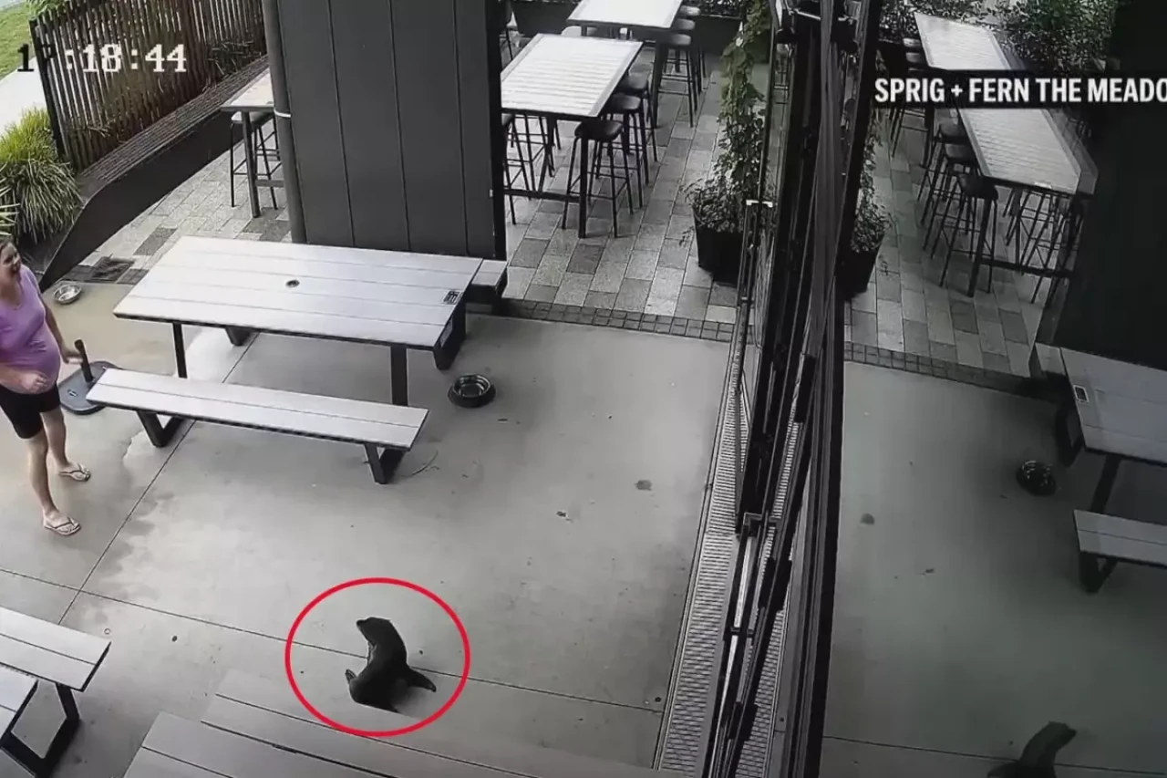 Yeni Zelanda’da fok sürprizi: Bulaşık makinesinin altına saklandı