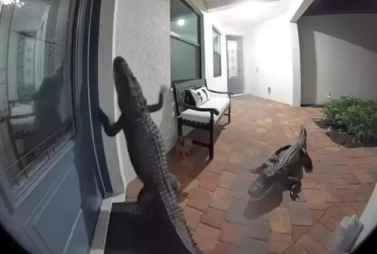 Kapısı çalan vatandaş, kameradan bakınca gördüğü manzara karşısında şoke oldu