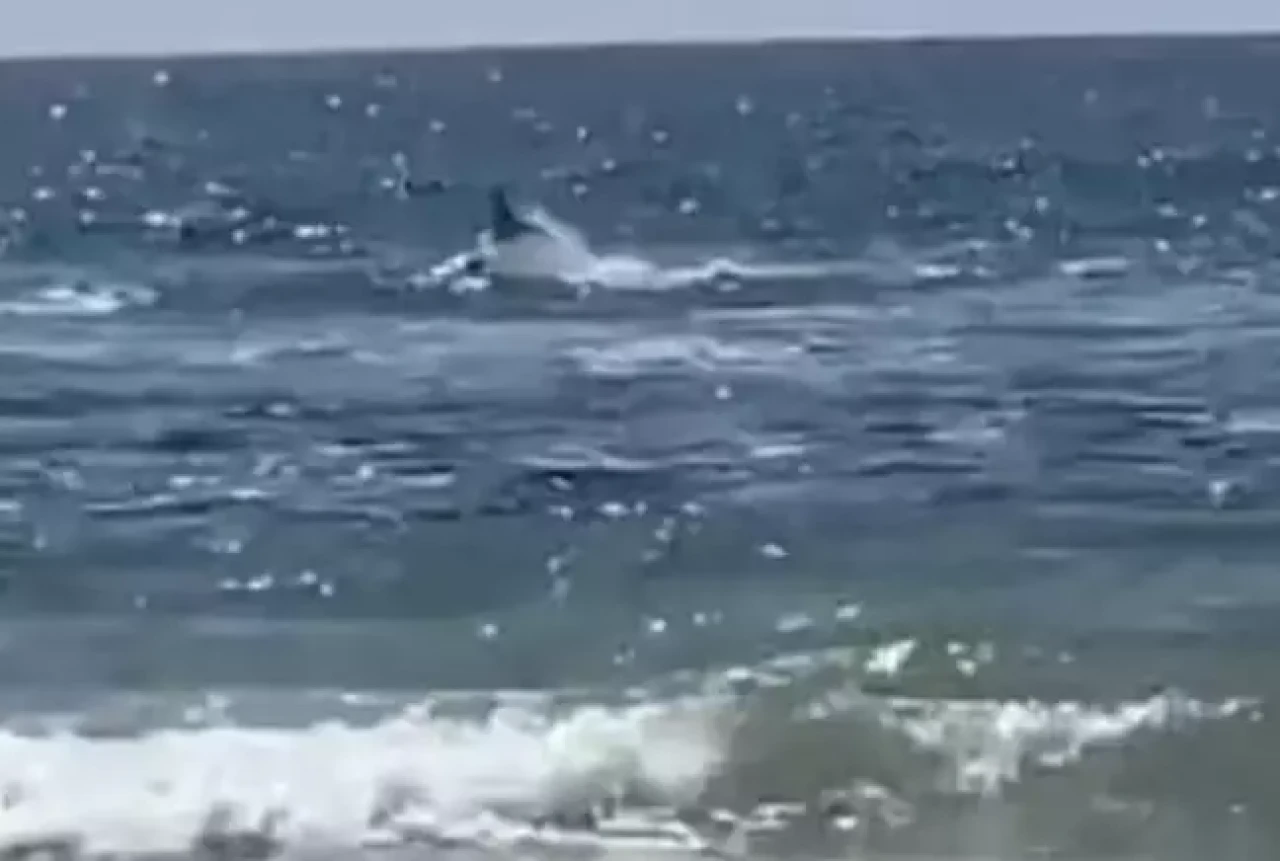 Uyarıları dikkate almayan adam, köpek balığı saldırısına uğradı