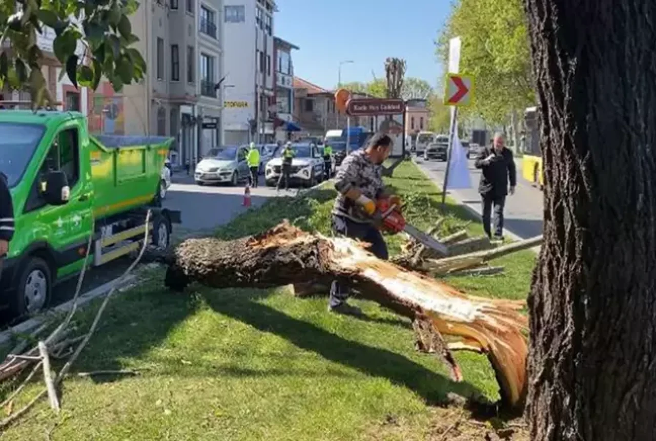 İstanbul'da kuvvetli rüzgar ağaçları devirdi