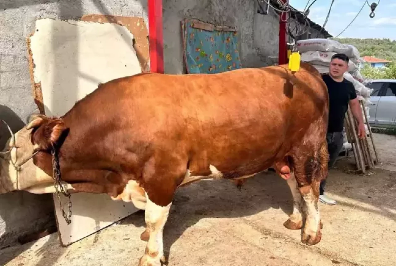 1 ton 200 kiloluk kurbanlık, araba fiyatına alıcısını bekliyor