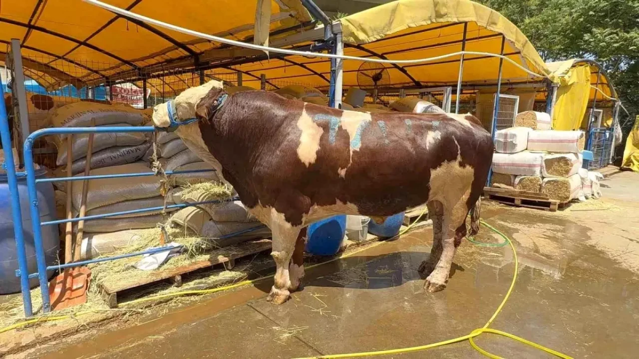 Kurban pazarının şampiyonu rekor fiyata satıldı