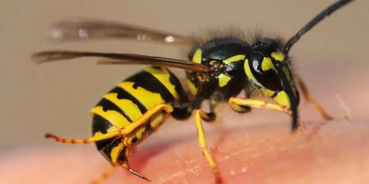 Arı sokması nedeniyle genç kadın hayatını kaybetti