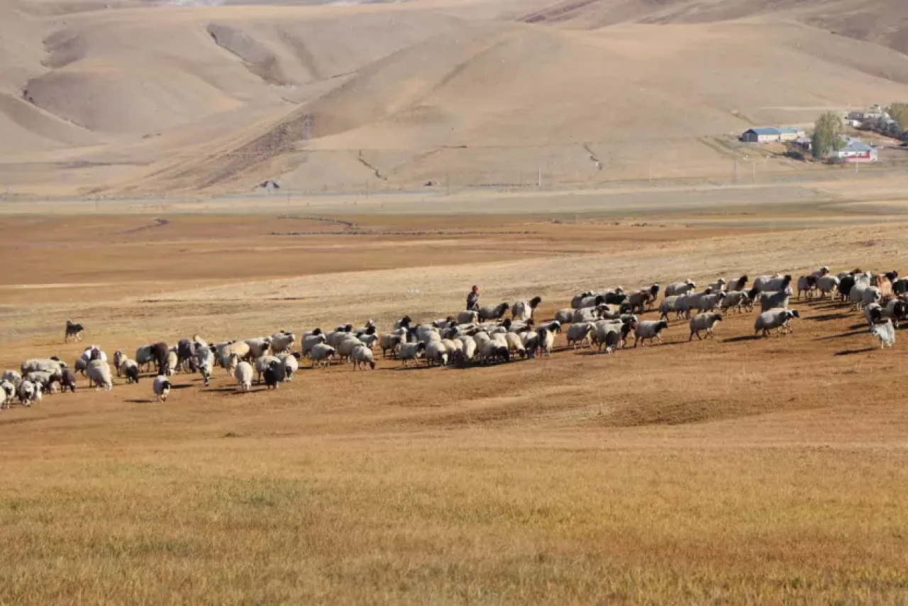 Çoban Bulma Krizi: Besiciler 60 Bin TL, Çobanlar 100 Bin TL İstiyor