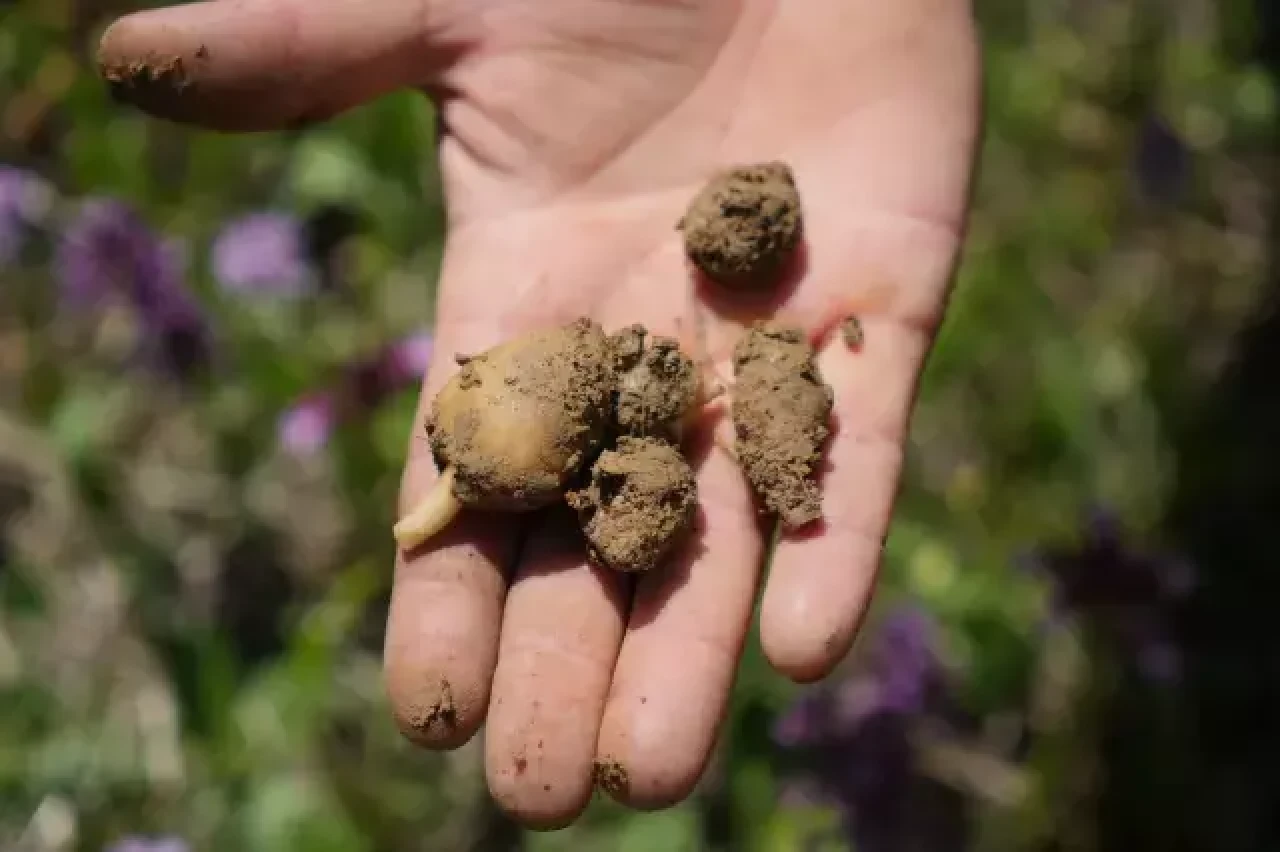 Çiftçiyi zengin eden hasat!