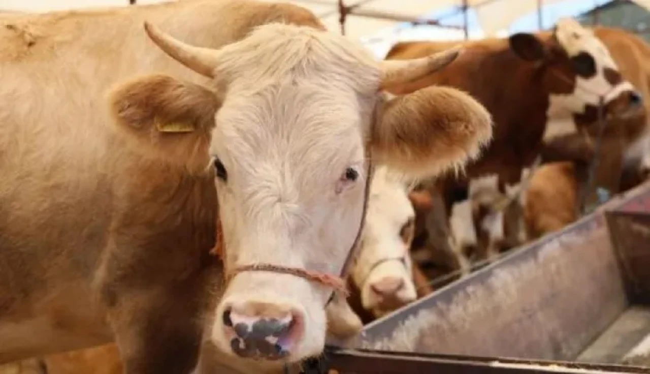 BİM kurban hissesi ne kadar 2025? Fiyatlar ne zaman açıklanacak?