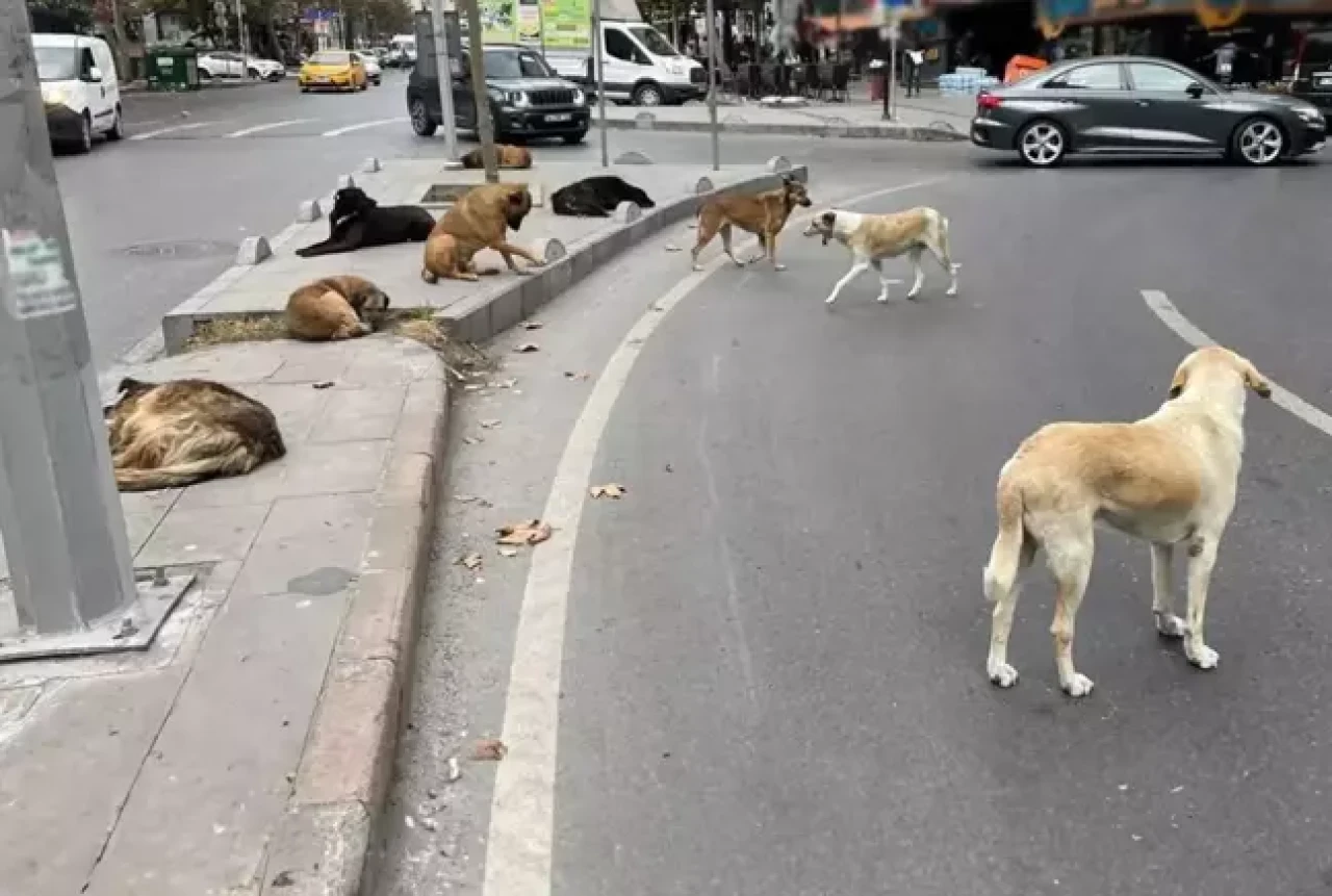 AYM'den Sokak Hayvanları Yasası'nın iptal istemine ret