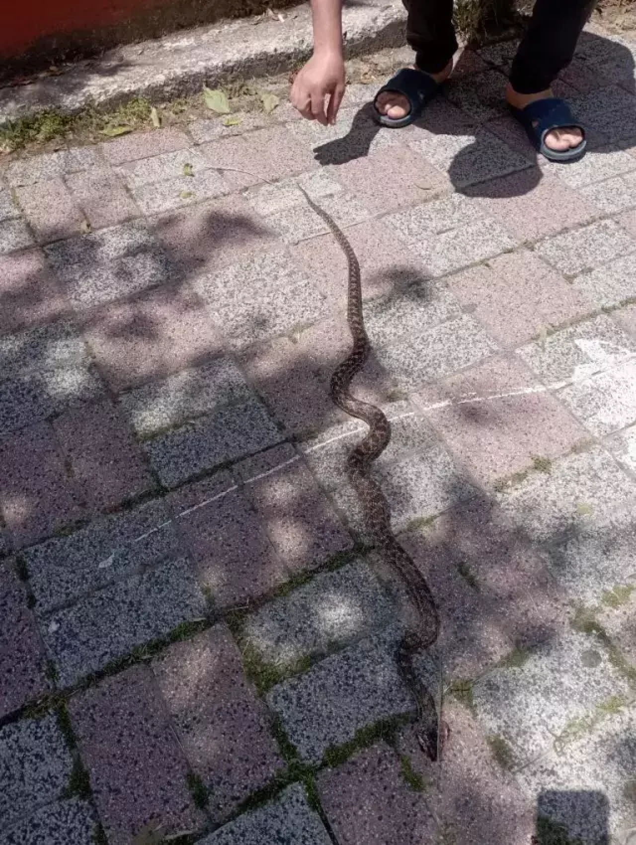 İstanbul'da yılan alarmı: 7 ilçede görüldü!