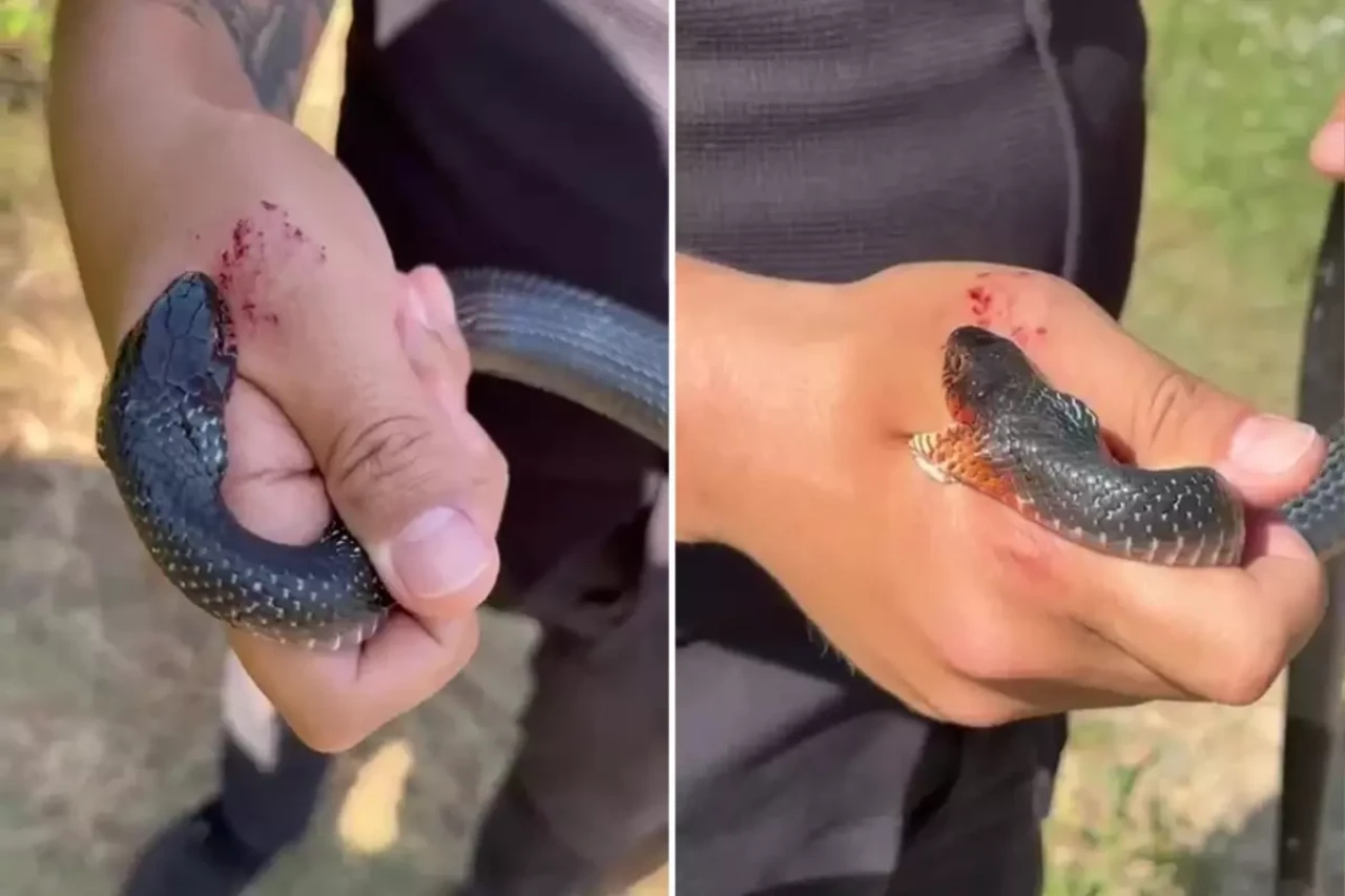 "Zararsız öldürmeyin" dediği kara yılan 2 kez elini ısırdı