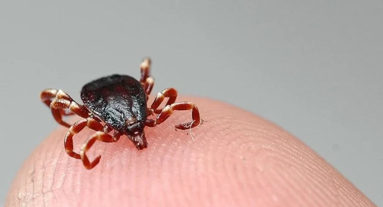 Türkiye'de kene istilası var mı? Resmi açıklama geldi