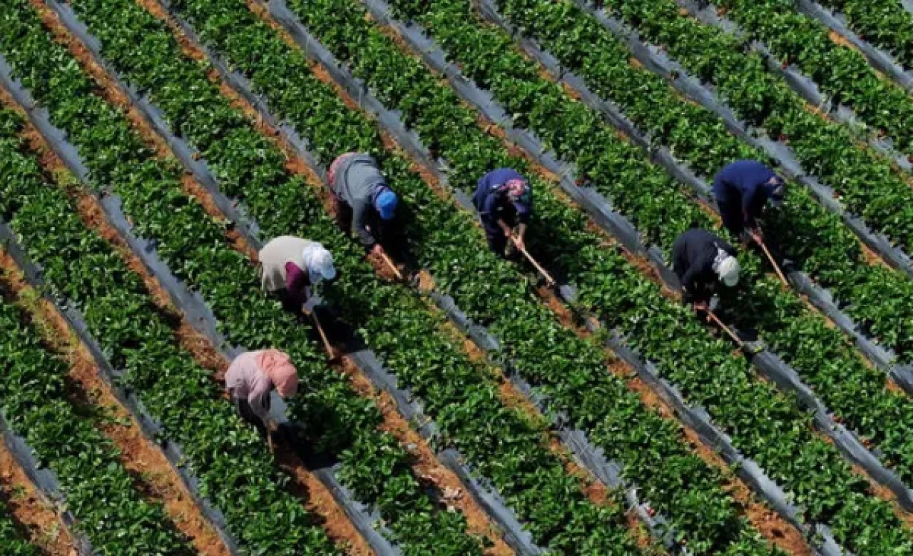 Çiftçilere 5,5 milyar lira destek ödemesi bugün yapılacak