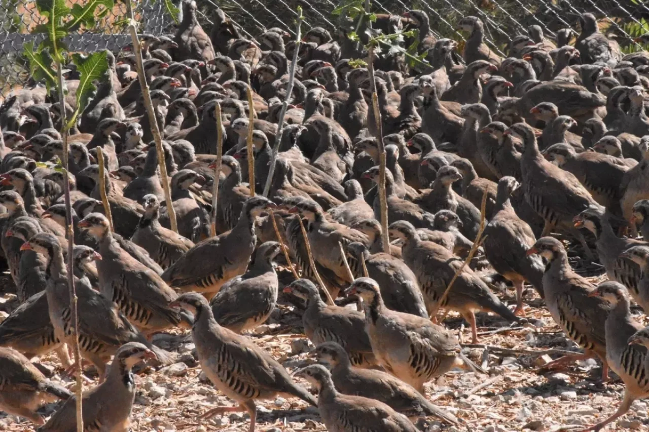 Kene ile mücadele için binlerce keklik doğaya bırakılıyor