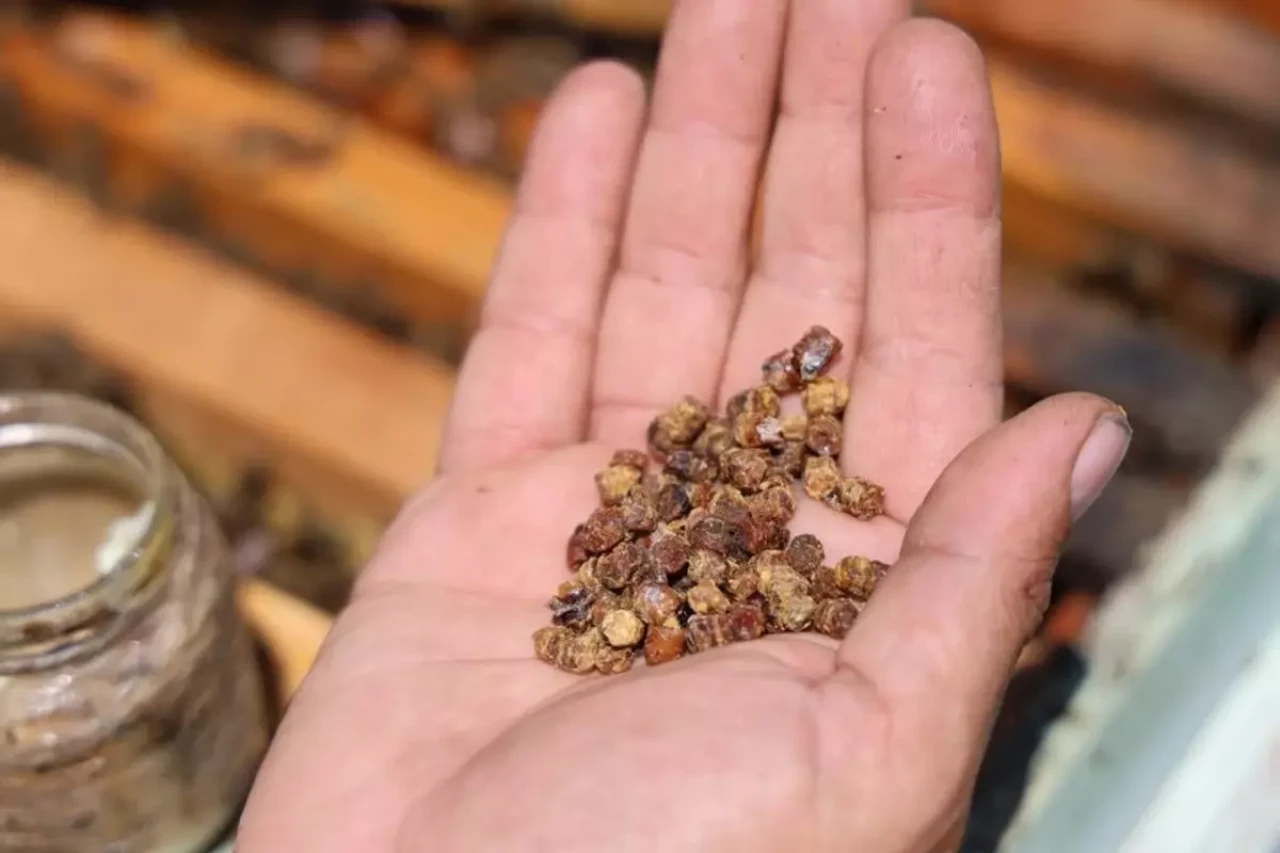 Çöpe atılıyordu! Artık kilosu 3 bin TL'den satılıyor