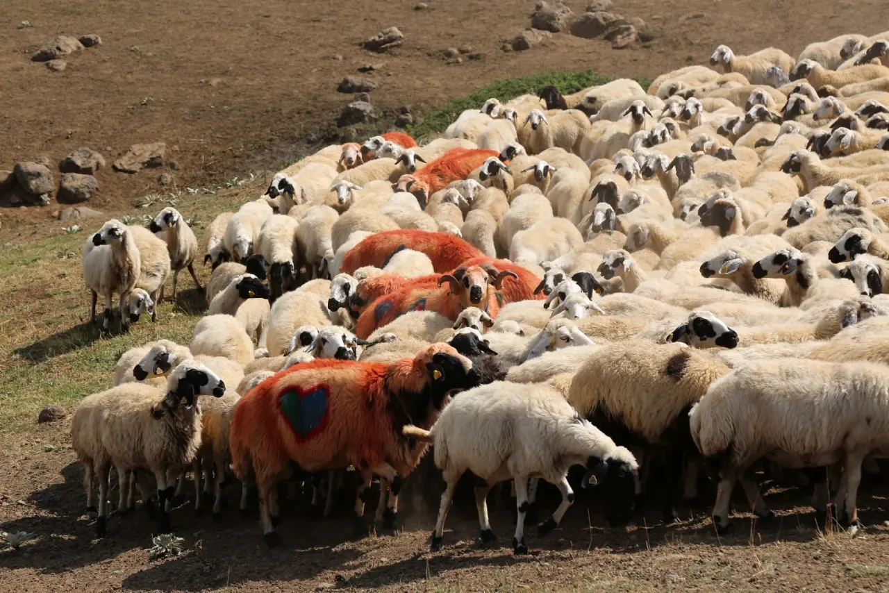 Koç katımı ne zaman başlıyor? Koç katımı nedir?