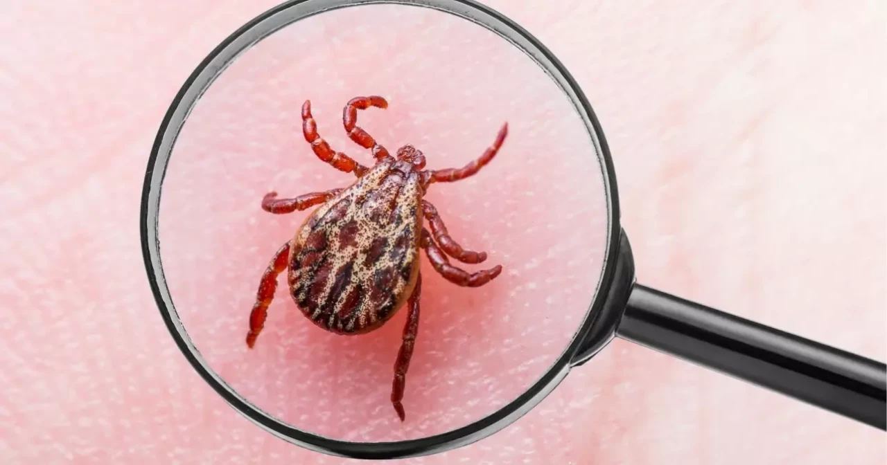 Yaz aylarında kene vakaları neden yükseliyor?