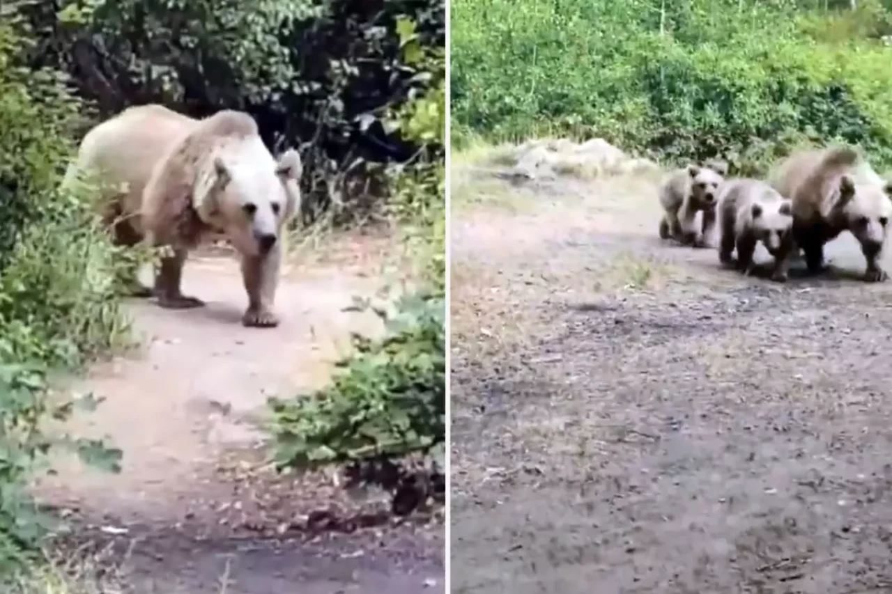 "Sakin olun saldırmaz" dedi, saniyeler sonra kabusu yaşadı