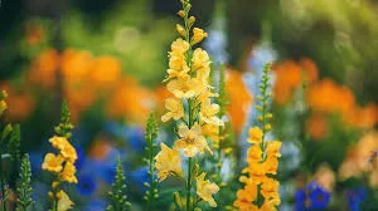 Temmuz ayının çiçeği nedir 2025?