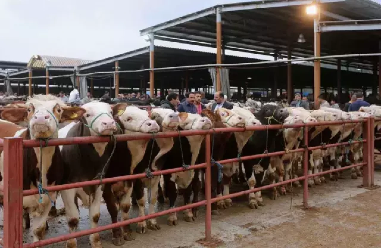 81 ile acil kodlu yazı: Tüm hayvan pazarları ikinci bir emre kadar kapatıldı