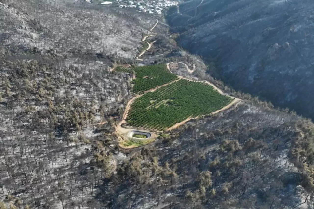 Bursa'yı kül eden alevler bir tek oraya ulaşamadı! Nedeni herkese ders olacak cinsten