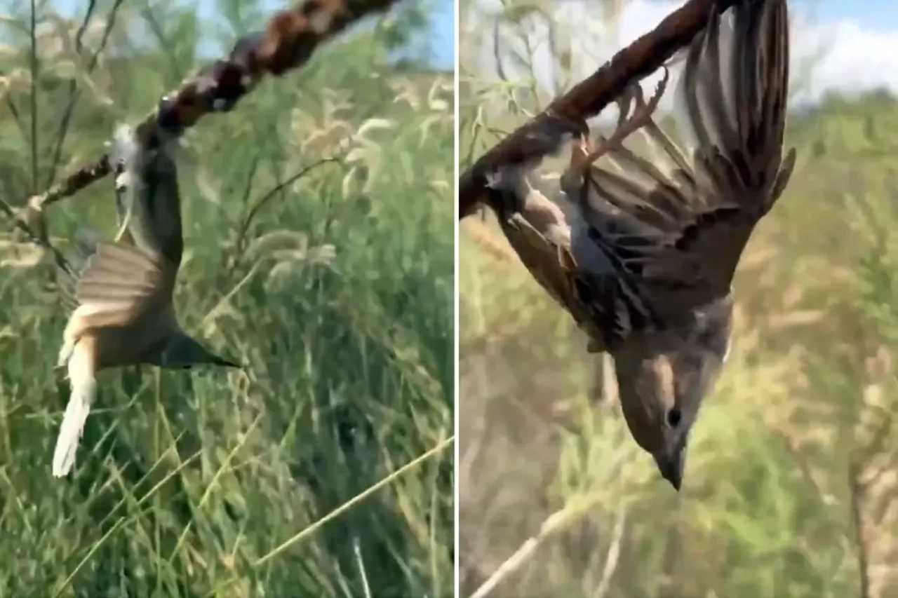 Görüntü Türkiye'den! Kuş cennetine giden araştırmacılar gördükleri karşısında şoke oldu