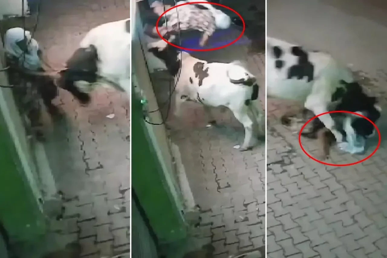 Başıboş inek, evinin önünde bekleyen yaşlı kadına saldırdı