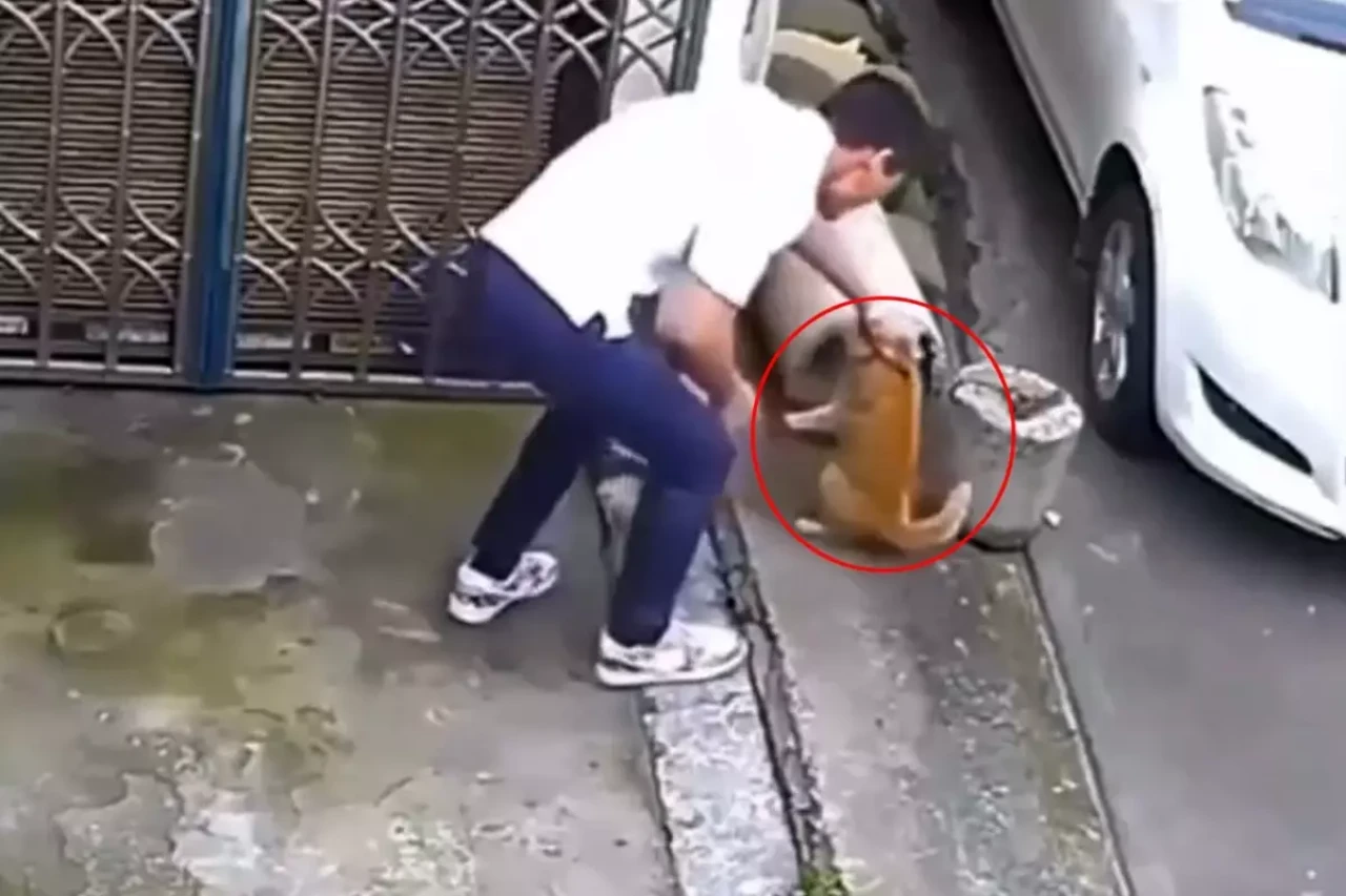 Sevmek bahanesiyle kedinin yanına yaklaştı, sonrasında olanlara inanamayacaksınız