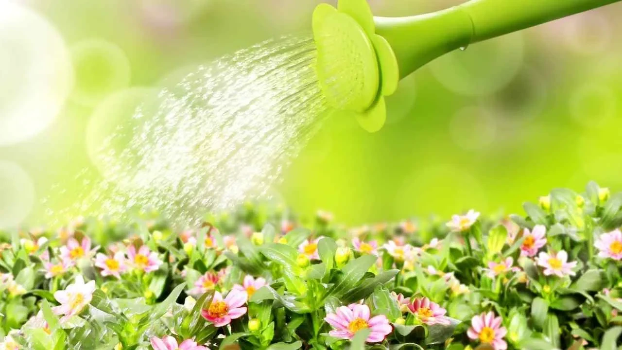 Bitkileri sularken bu hatayı yapmayın! Faydadan çok zararı var