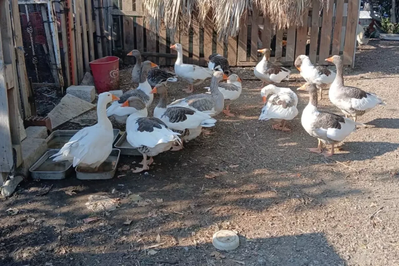 CİMER'e şikayet edilip kümese kapatılan kazlara 'şartlı tahliye'