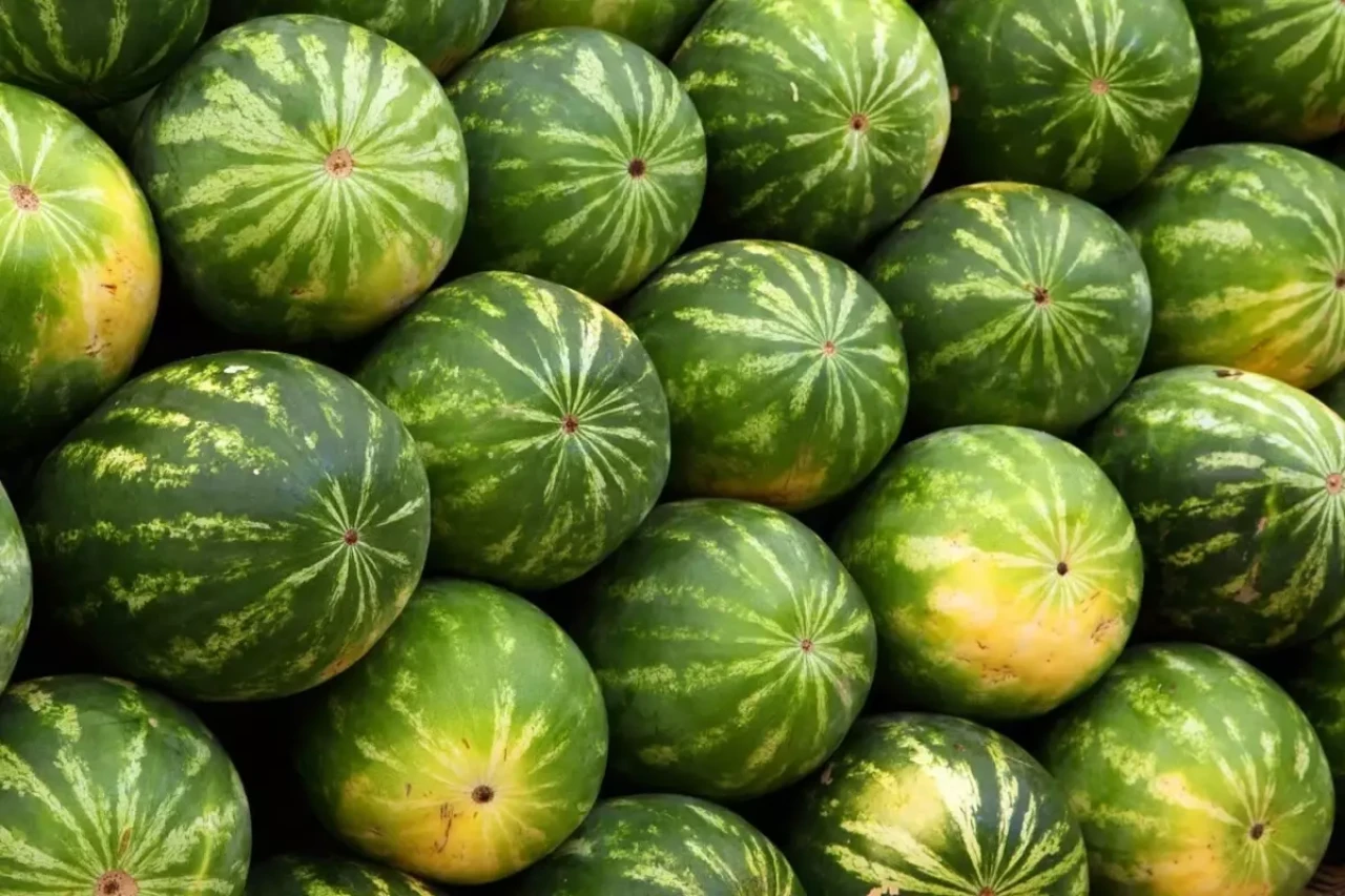 Karpuzdaki büyük tehlike: Bunu yapmadan sakın yemeyin