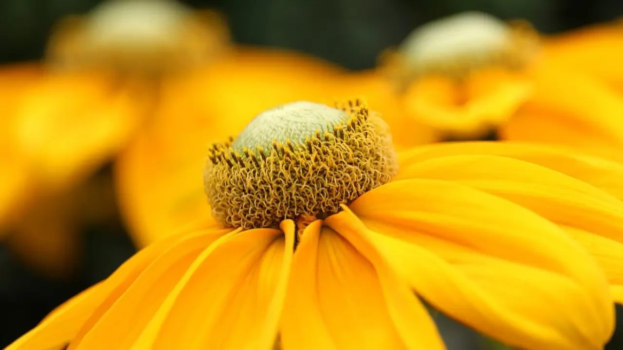 Rüyada çiçek görmek ne anlama gelir? Çiçek türleri ve anlamları