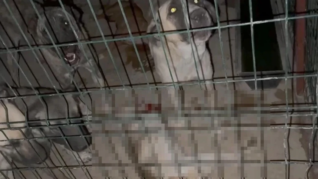 Hayvan barınağında skandal görüntüler! Sosyal medyada tepki yağdı