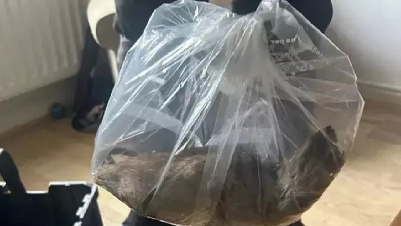 Evin içerisinde yakalanan fare tam 55 santimetre! Görenler şok oldu