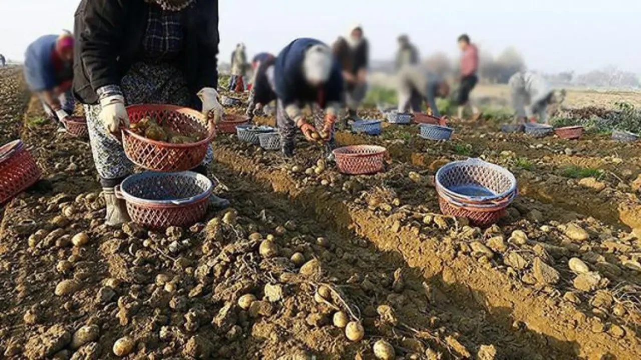 Patates ne zaman ekilir 2025? Yaz ve kış zamanları