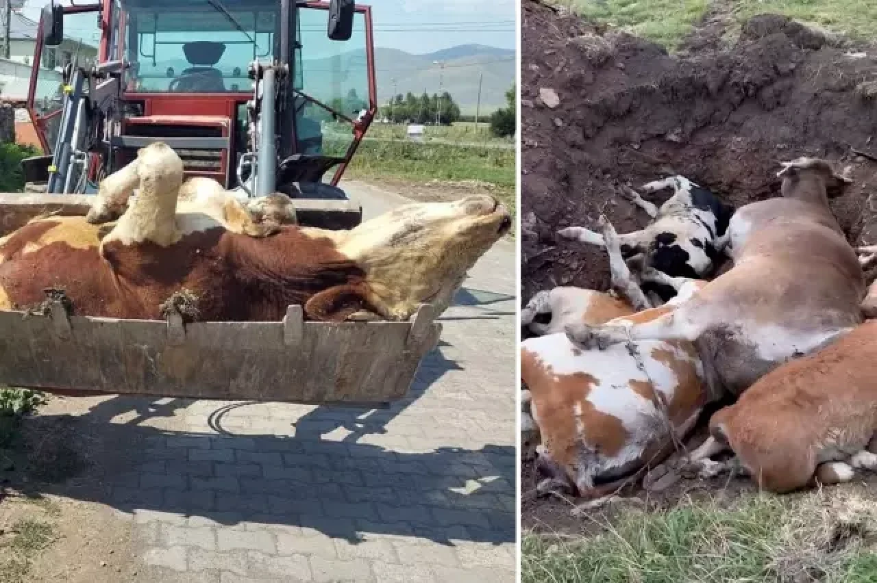 Ardahan'da şap hastalığı alarm veriyor!