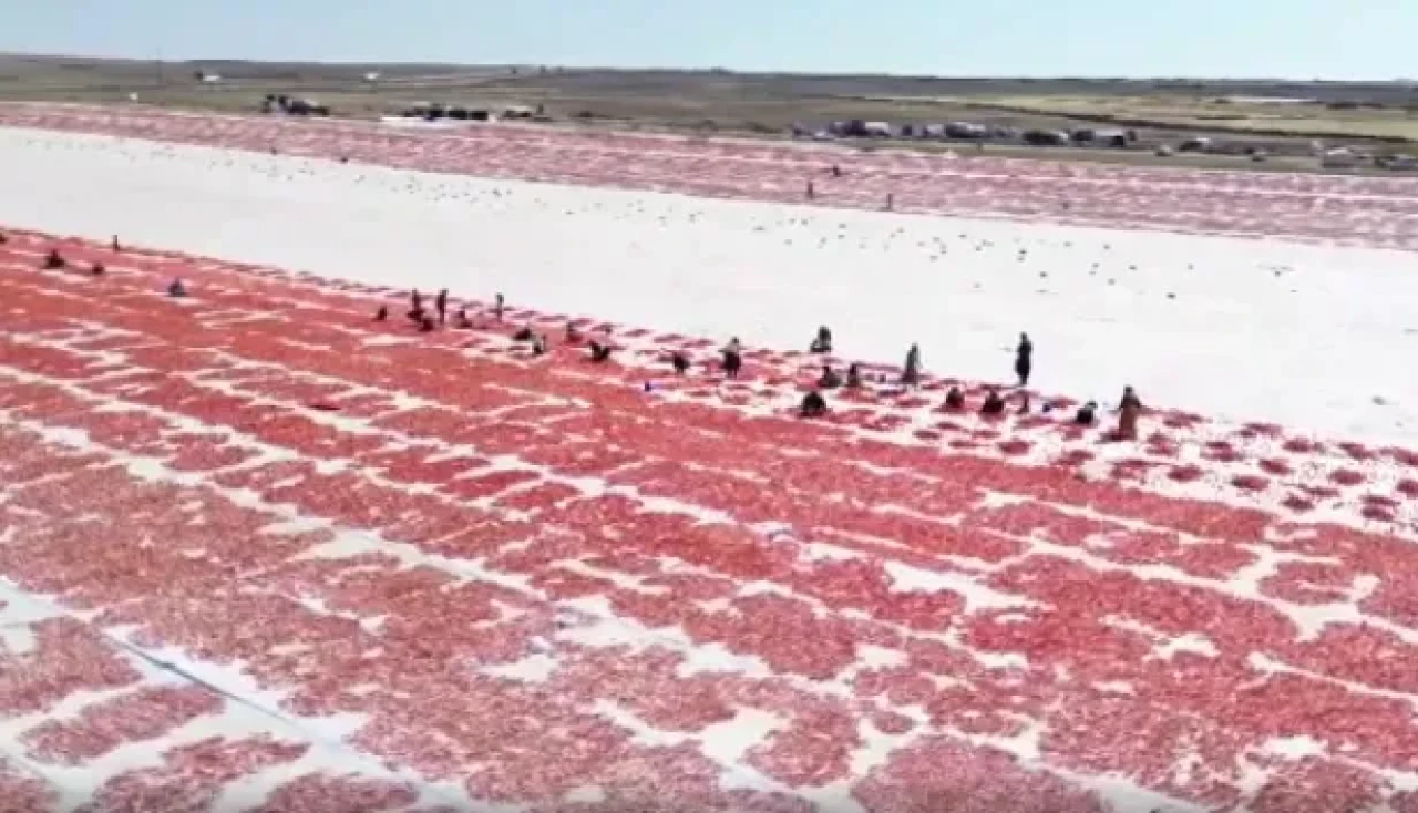 Şanlıurfa domatesini kuraklık ve aşırı sıcaklar vurdu!