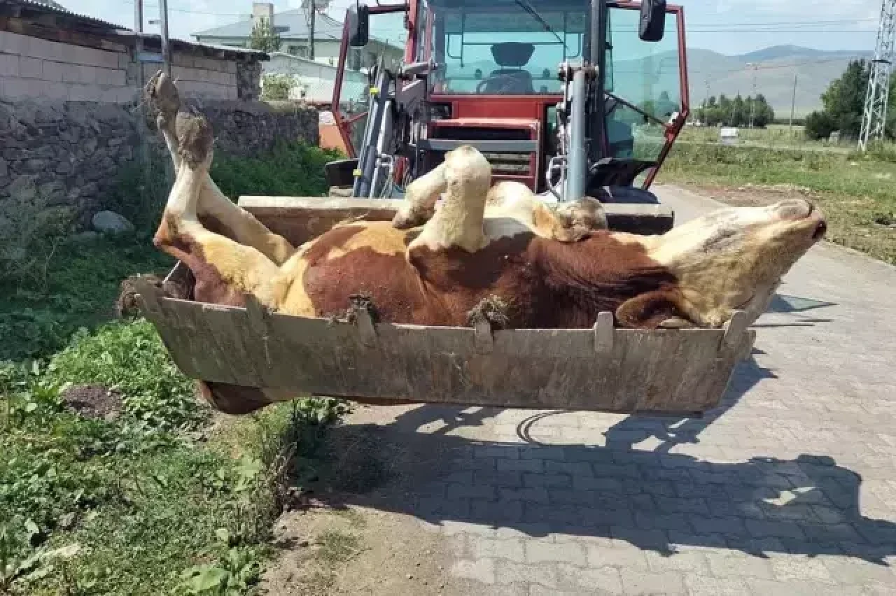 Şap alarmı: Yüzlerce hayvan telef oldu, üretici krizde!