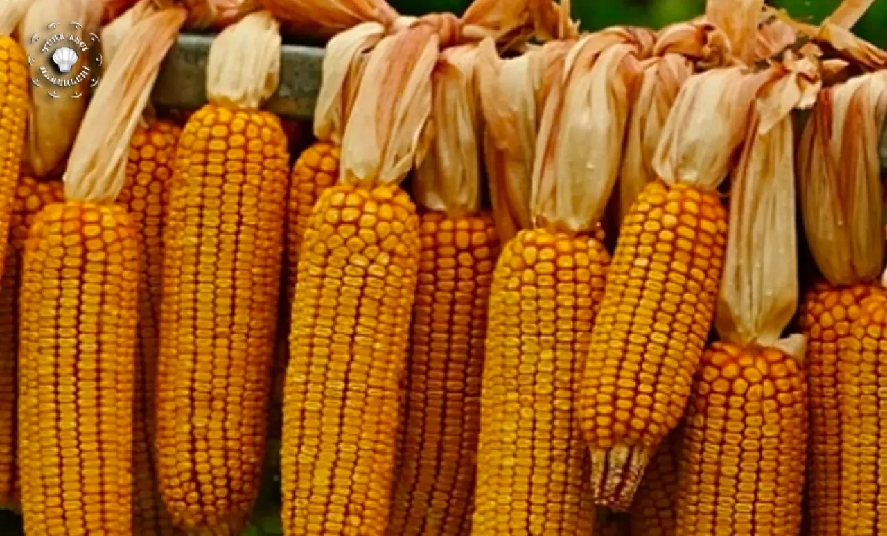 TMO Mısır alım fiyatlarını açıkladı!