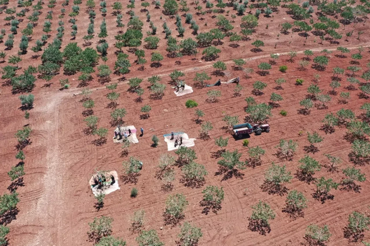 Kilosu 700 liraya çıktı, duyan tarlasına ekmek istiyor