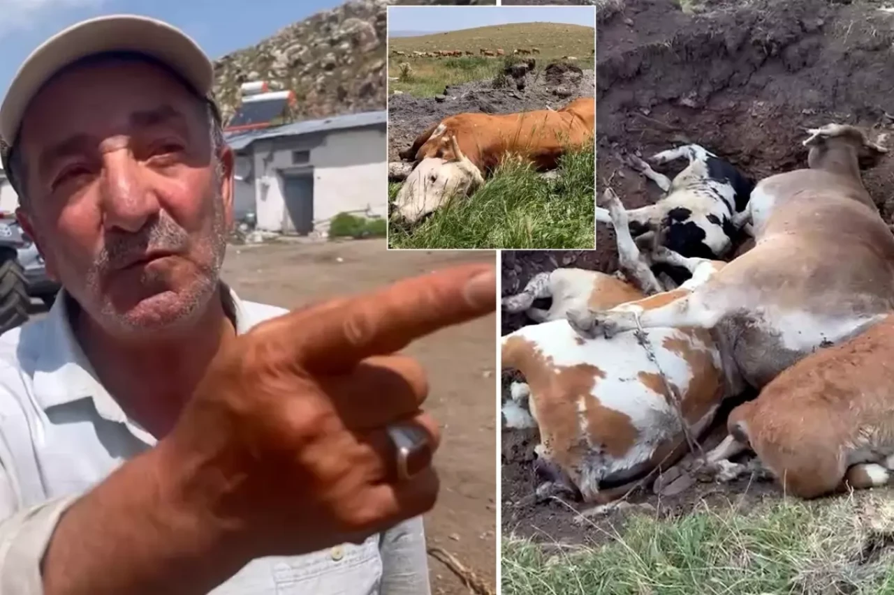 Yetkililer buna ne diyecek? Şap hastalığının vurduğu Ardahan'da vatandaştan olay sözler