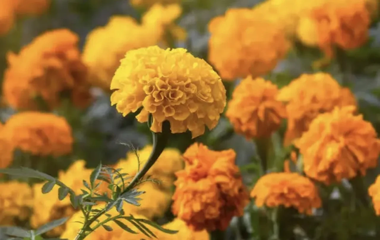 Ekim ayının çiçeği nedir? Kadife çiçeği ve anlamı