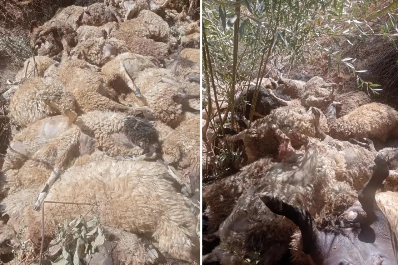 334 küçükbaş hayvanın bulunduğu sürü telef oldu
