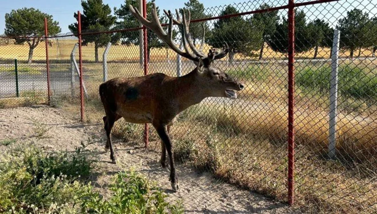 “Ölümcül Beyin Kurdu”na karşı erken teşhis umudu