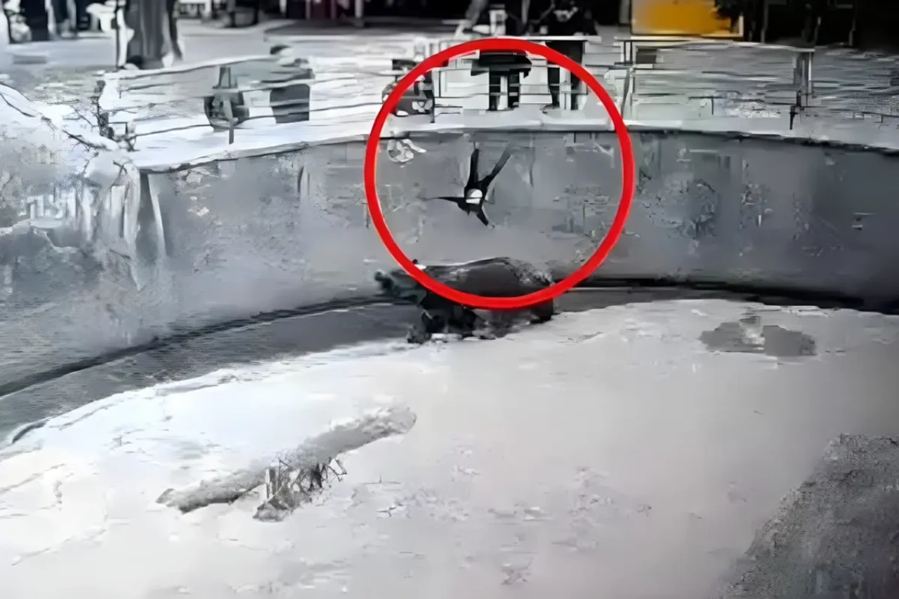 Hayvanat bahçesinde kafese attığı 7 yaşındaki kızını bıçaklayarak öldürdü