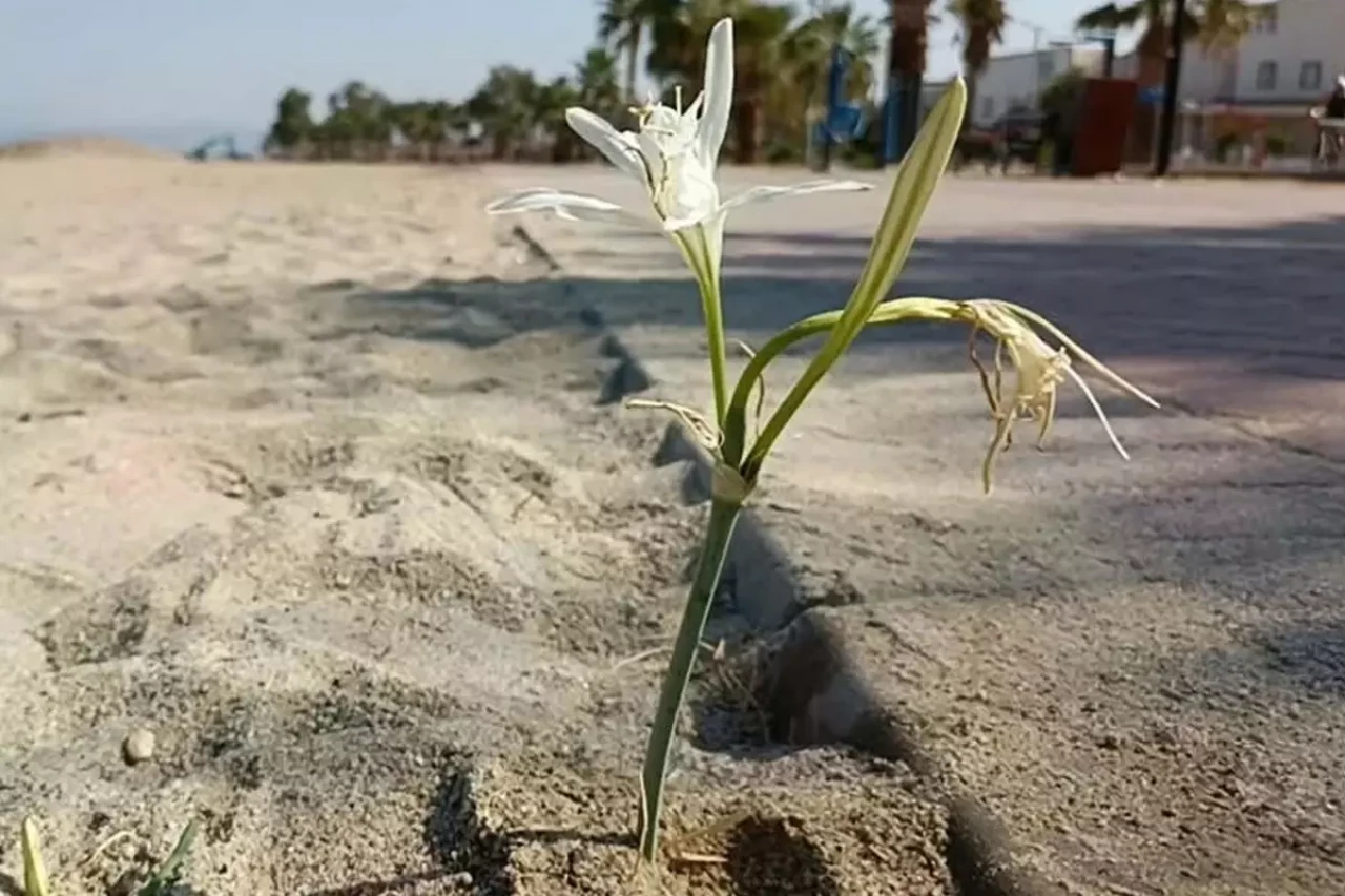 Yıllar sonra açan Kum Zambağı koruma altına alındı
