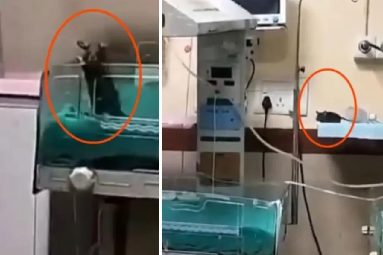 Yenidoğan ünitesinde fare dehşeti: İki bebek feci şekilde can verdi