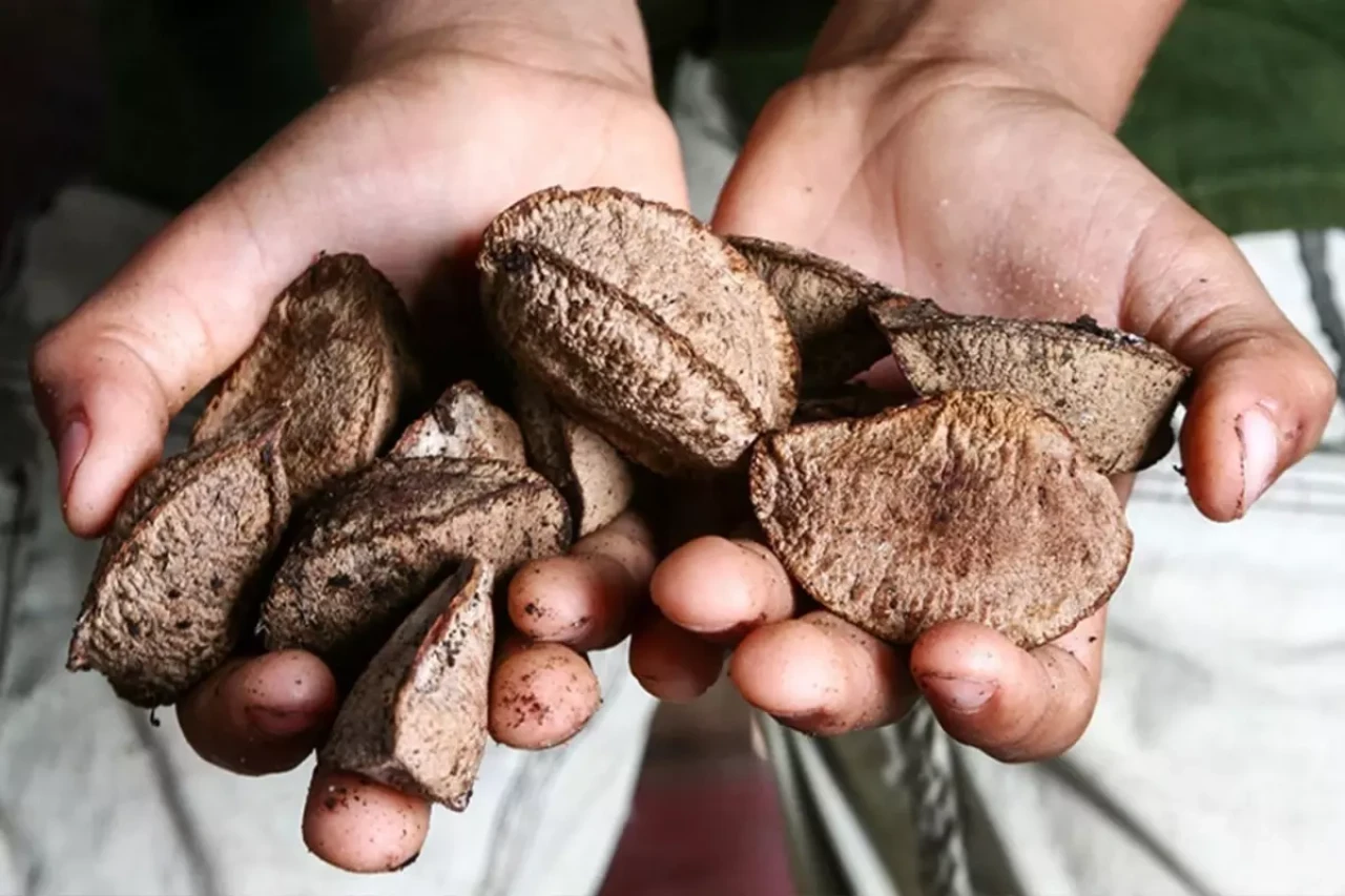 Ne ceviz, ne fındık, ne de badem! En sağlıklı kuruyemiş belli oldu