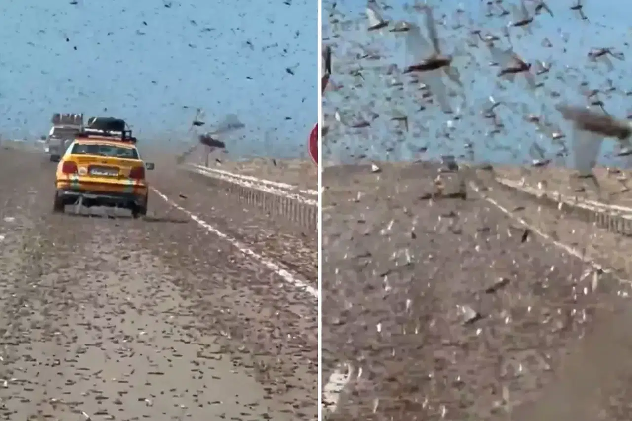 Afrika’nın batısında çekirge istilası: Görüş mesafesi düştü